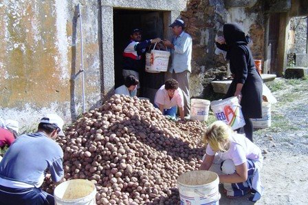 [escolha+de+batatas.JPG]