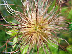 Képeim, szerkesztés nélkül...