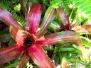 Tropical Plant Database