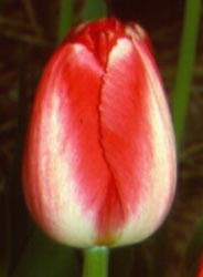 Judith Leyster tulip
