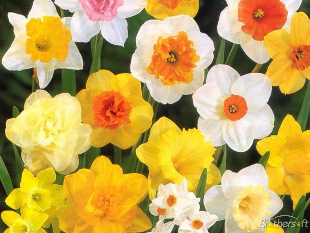 picture of a daffodil flower beautiful flowers picture of a daffodil flower beautiful flowers