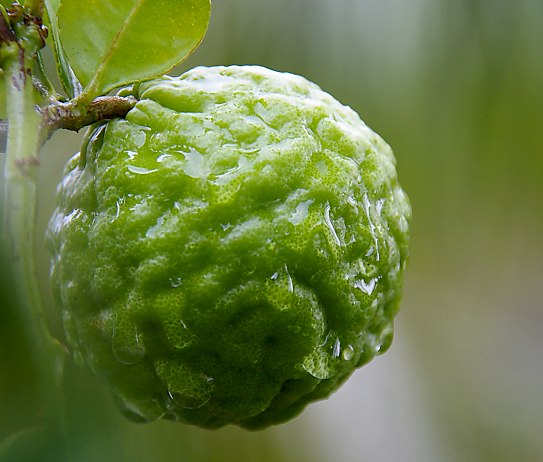 Kaffir Lime