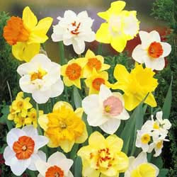 Легенди и значения на цветята  Daffodils+-+%D0%BD%D0%B0%D1%80%D1%86%D0%B8%D1%81