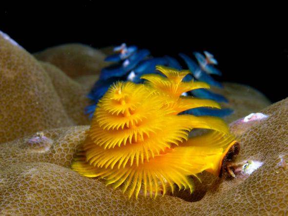 Polychaete Worm
