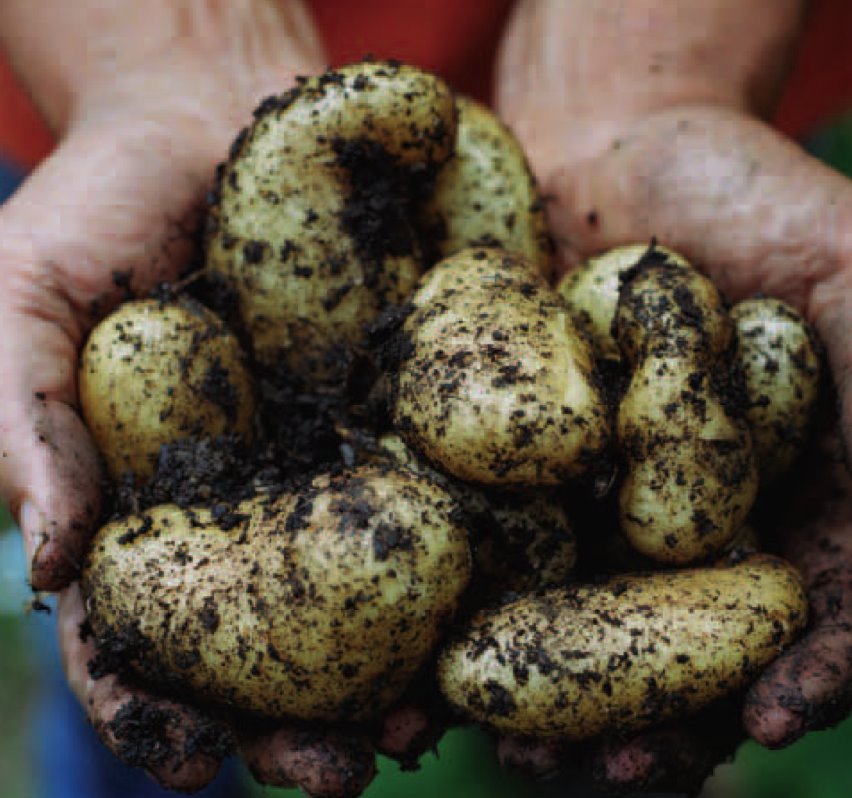 [clevewestphotospotatoe.jpg]