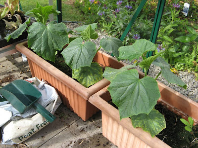 cucumber plants in pots