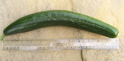 first cucumber