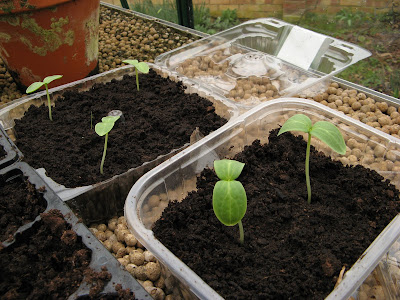 cucumber seedlings