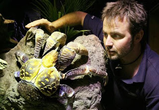 Coconut Crab on Nikomaroro Island