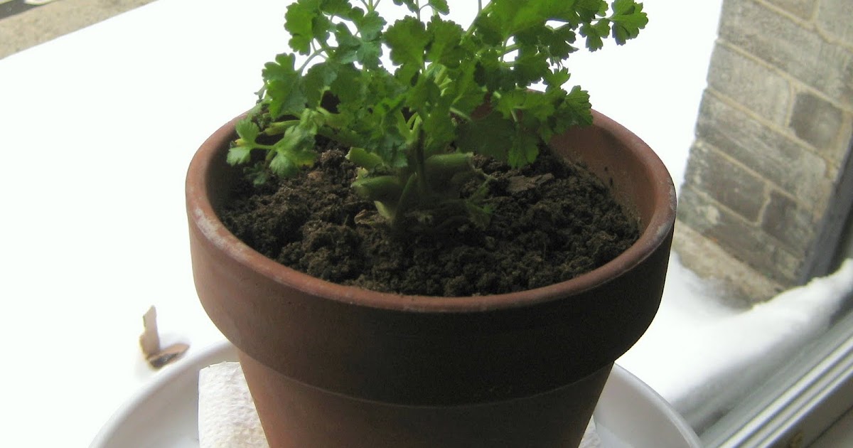 The Delicious Truth How to Grow Parsley Indoors in the Winter