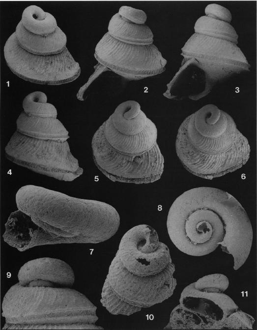 Gastropod Life Cycle