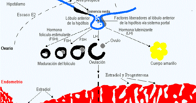 FSH Y LH: Concentración de FSH en la mujer durante la FSH Y LH: Concentración de FSH en la mujer durante la