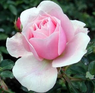 [Rosa11.jpg]