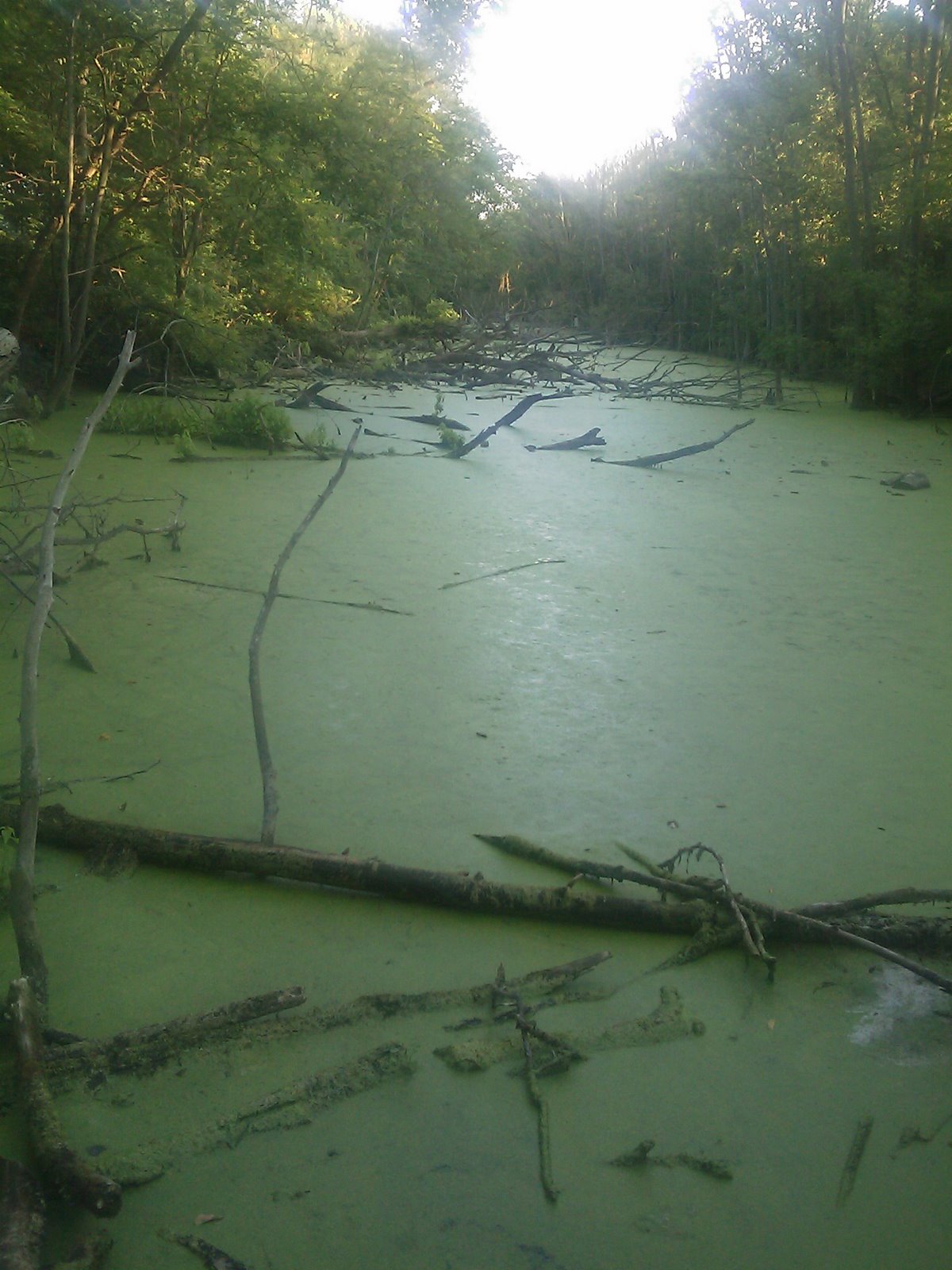 [swamp.jpg]