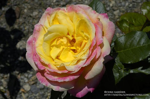 Hybrid Tea Rose #39;Love amp; Peace#39; Hybrid Tea Rose #39;Love amp; Peace#39;