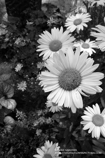 Shasta+daisies+pictures