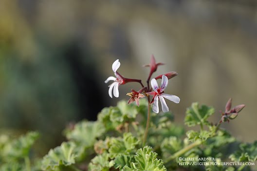 Nutmeg Geranium