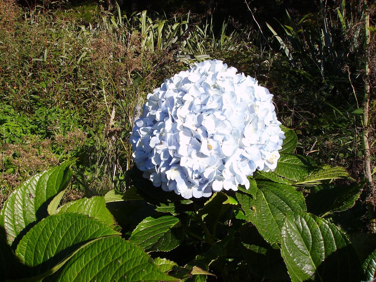 [hydrangea+in+swamp.JPG]