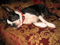 Our dog, "Chewy"