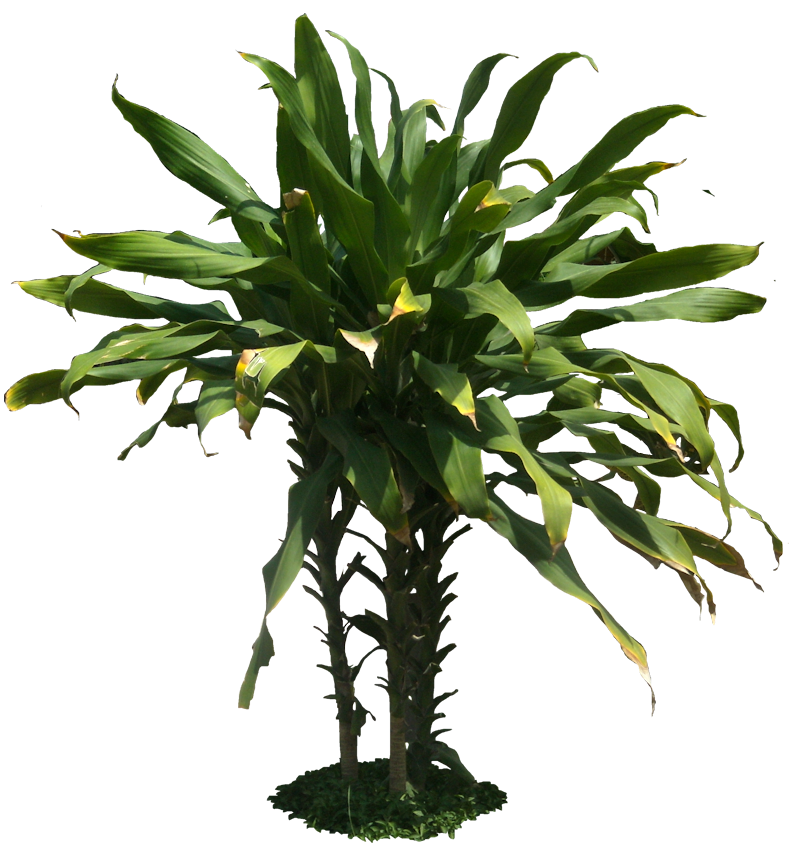 Tropical Plant Pictures: September 2009
