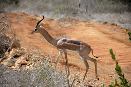 Antilope giraffa