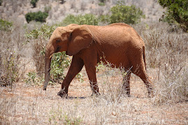 Elefante