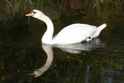 swan neck