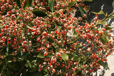 red berries in cases