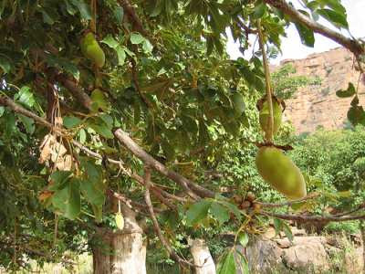 baobab fruit tree
