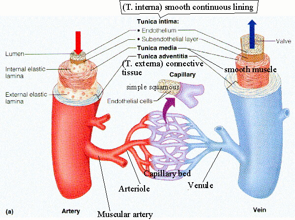 Difference In Structure And Function Of Arteries Veins And Capillaries