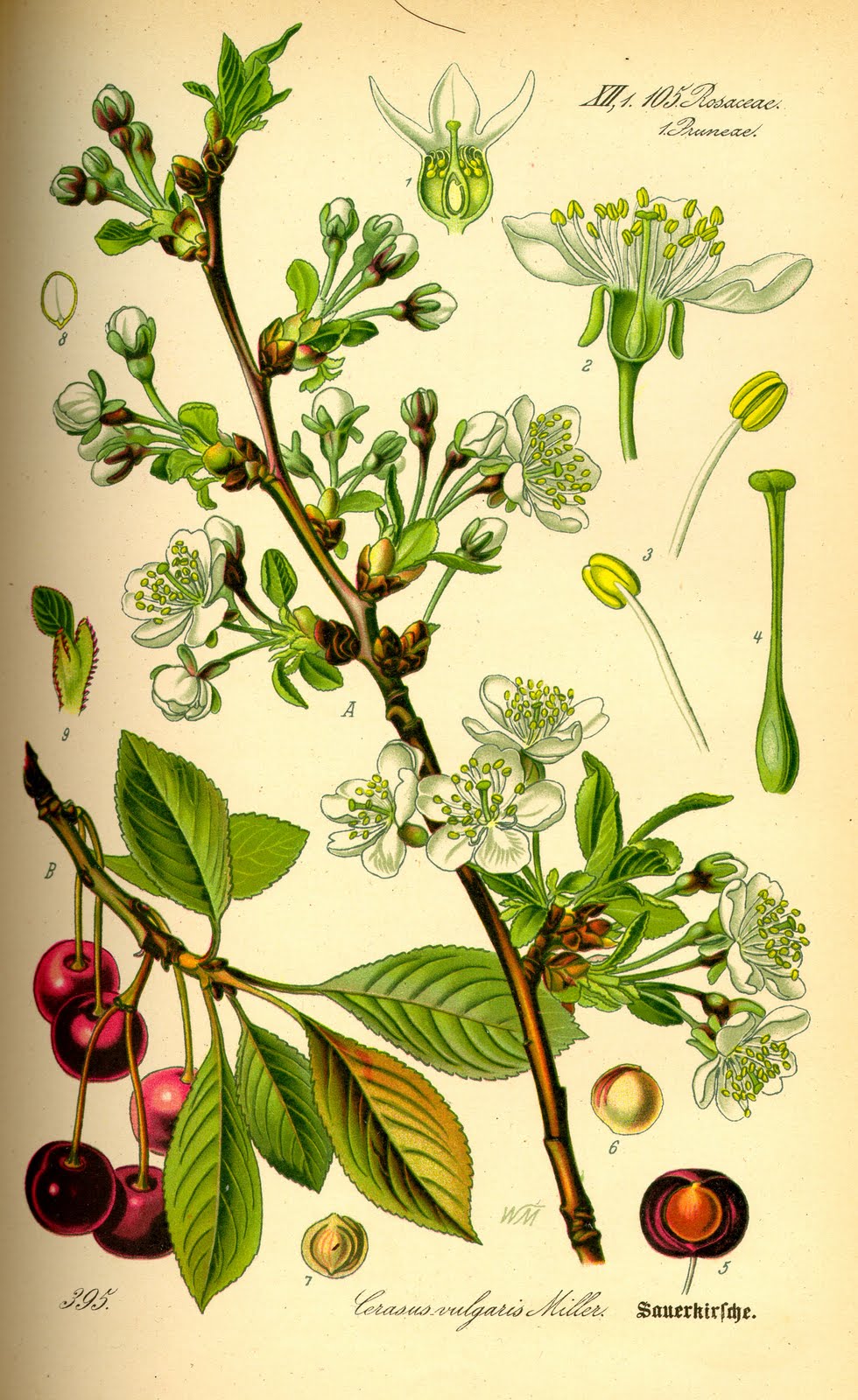 Botanical plate, Cherry - 1885