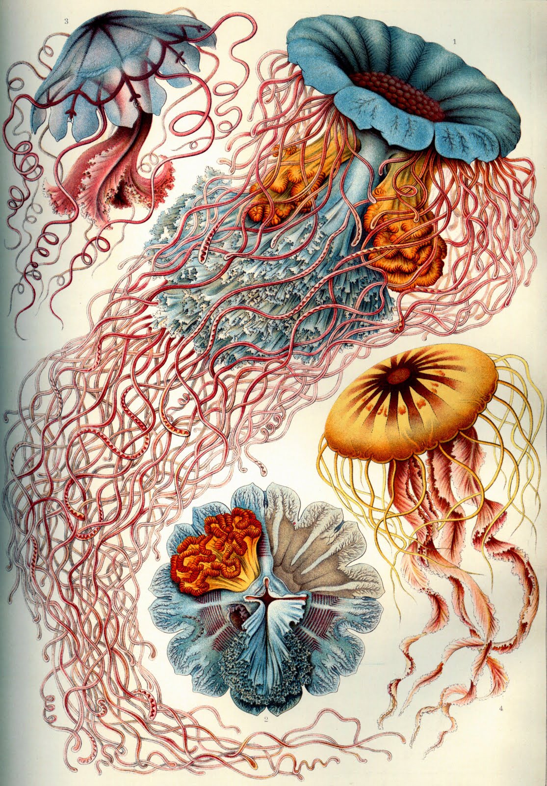 Vintage Ephemera Illustration plate, various Jellyfish, 1904