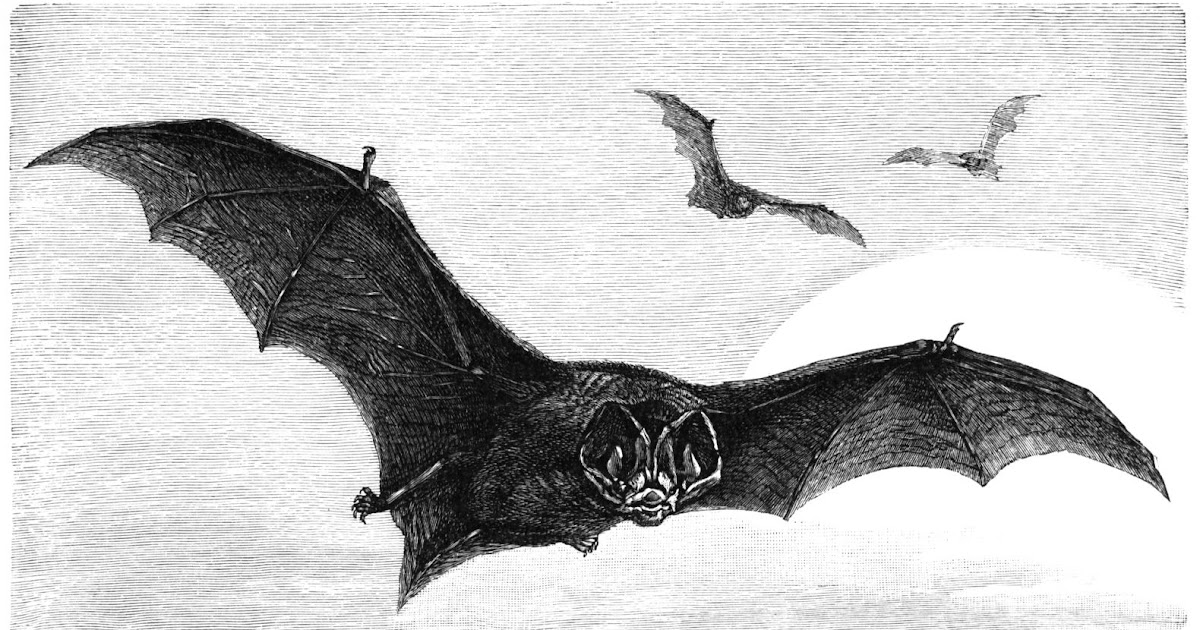 Vintage Ephemera Engraved illustration, flying bats
