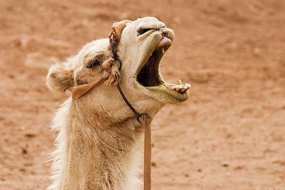 laughing_camel.jpg