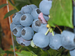 Bountiful Blueberries