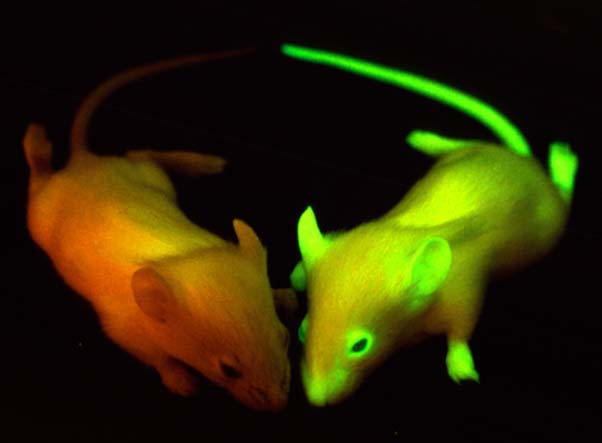 [GFP+mice.jpg]