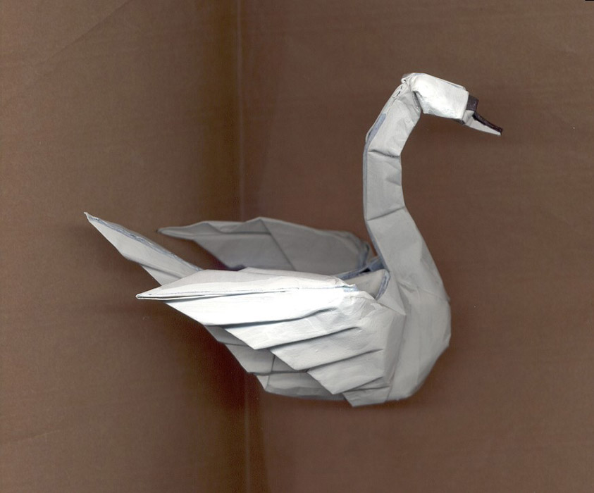 [cisne+9.jpg]