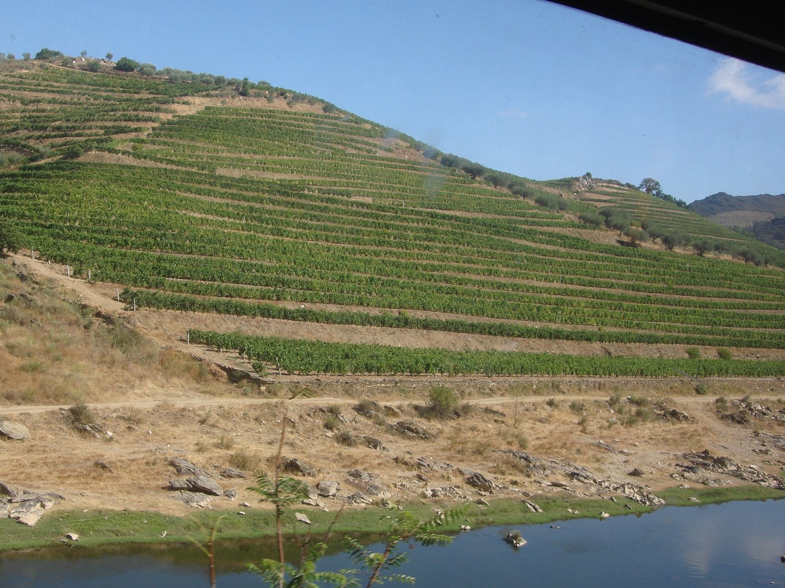 [103+-+vinhedo+codeçais.JPG]