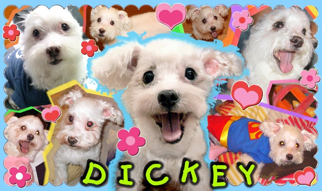 [_dickey.JPG]