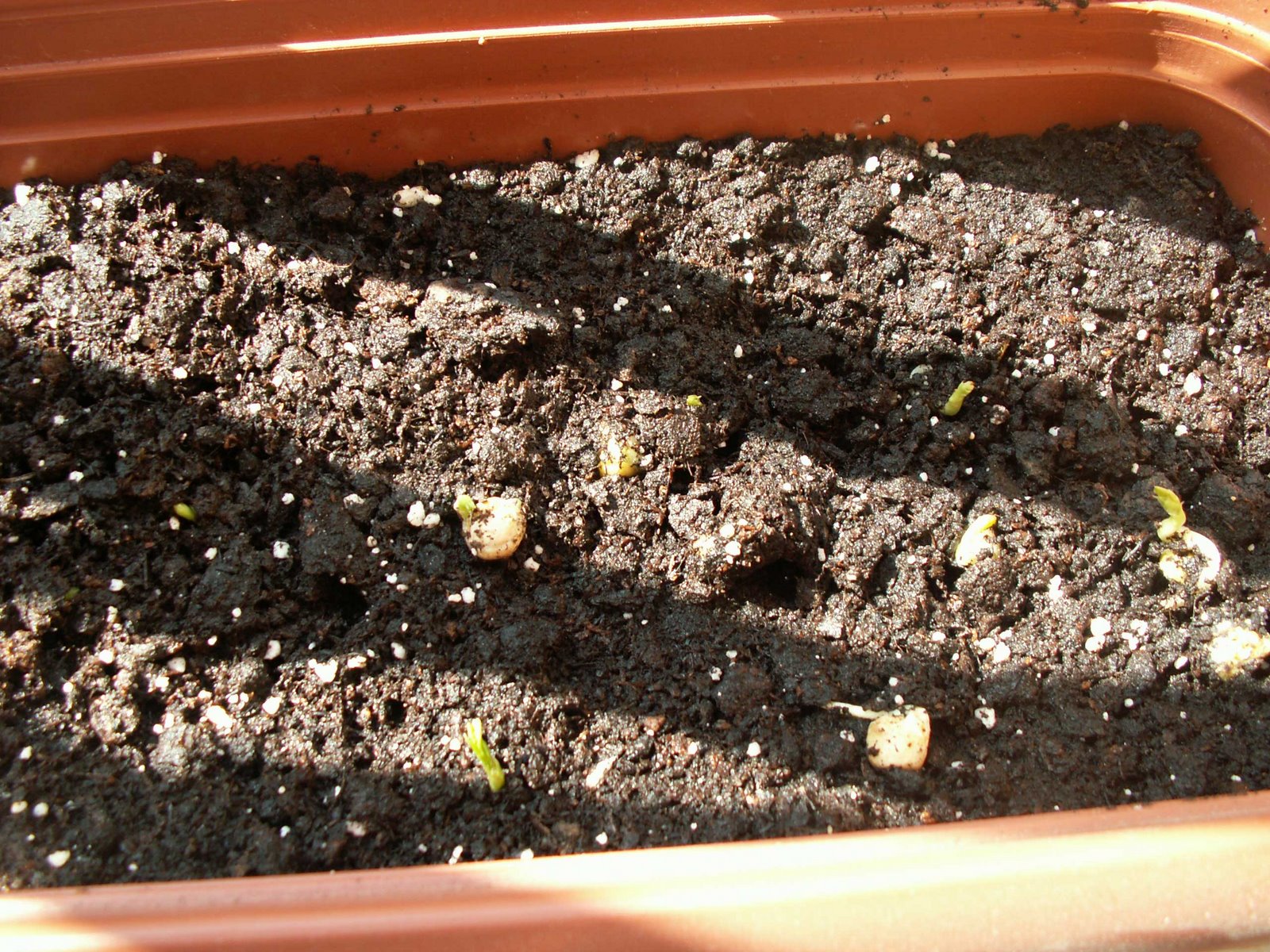 [Guisantes03.JPG]