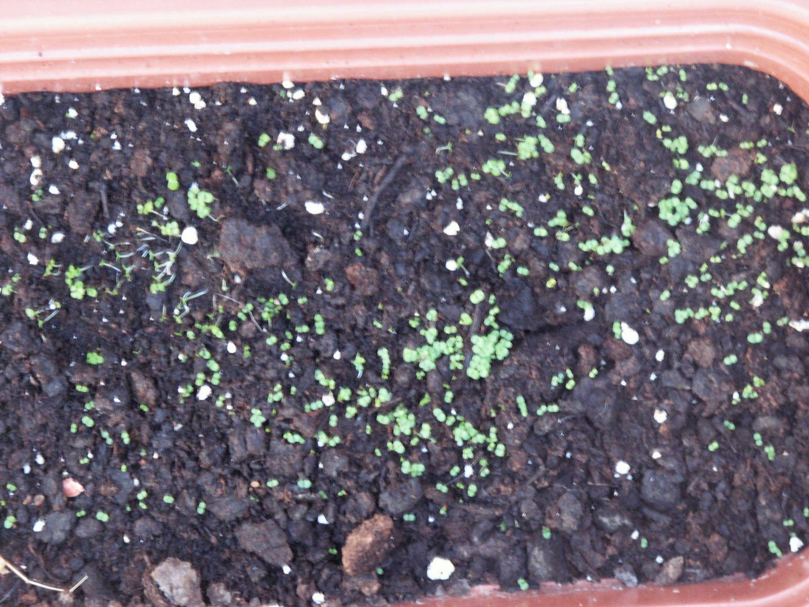 [Oregano01.JPG]