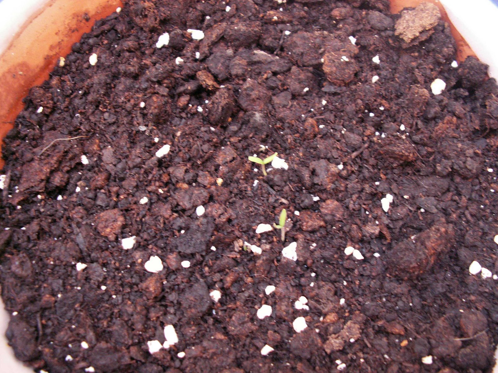 [Tomates02_01.JPG]