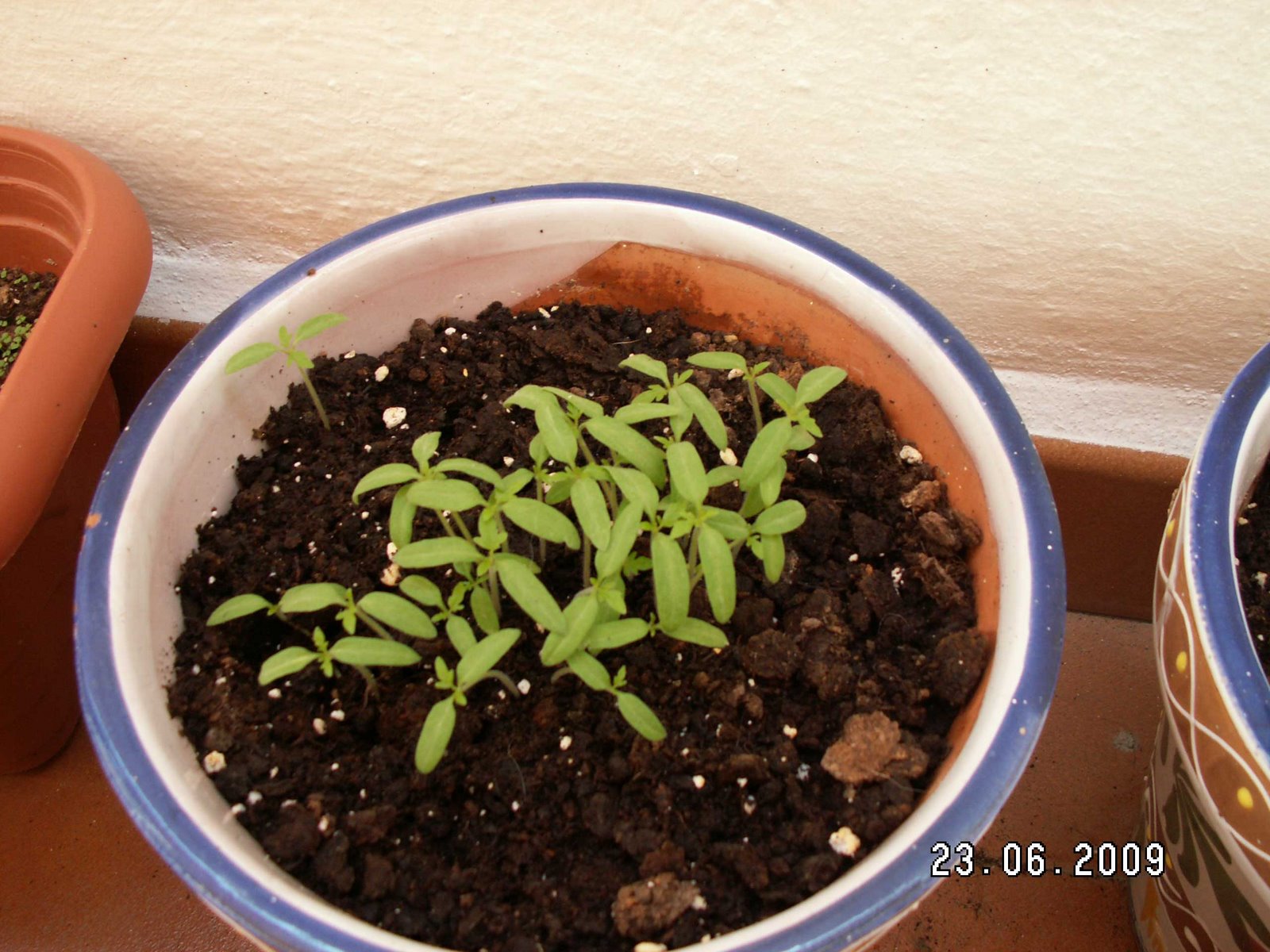 [Tomates02_03.JPG]