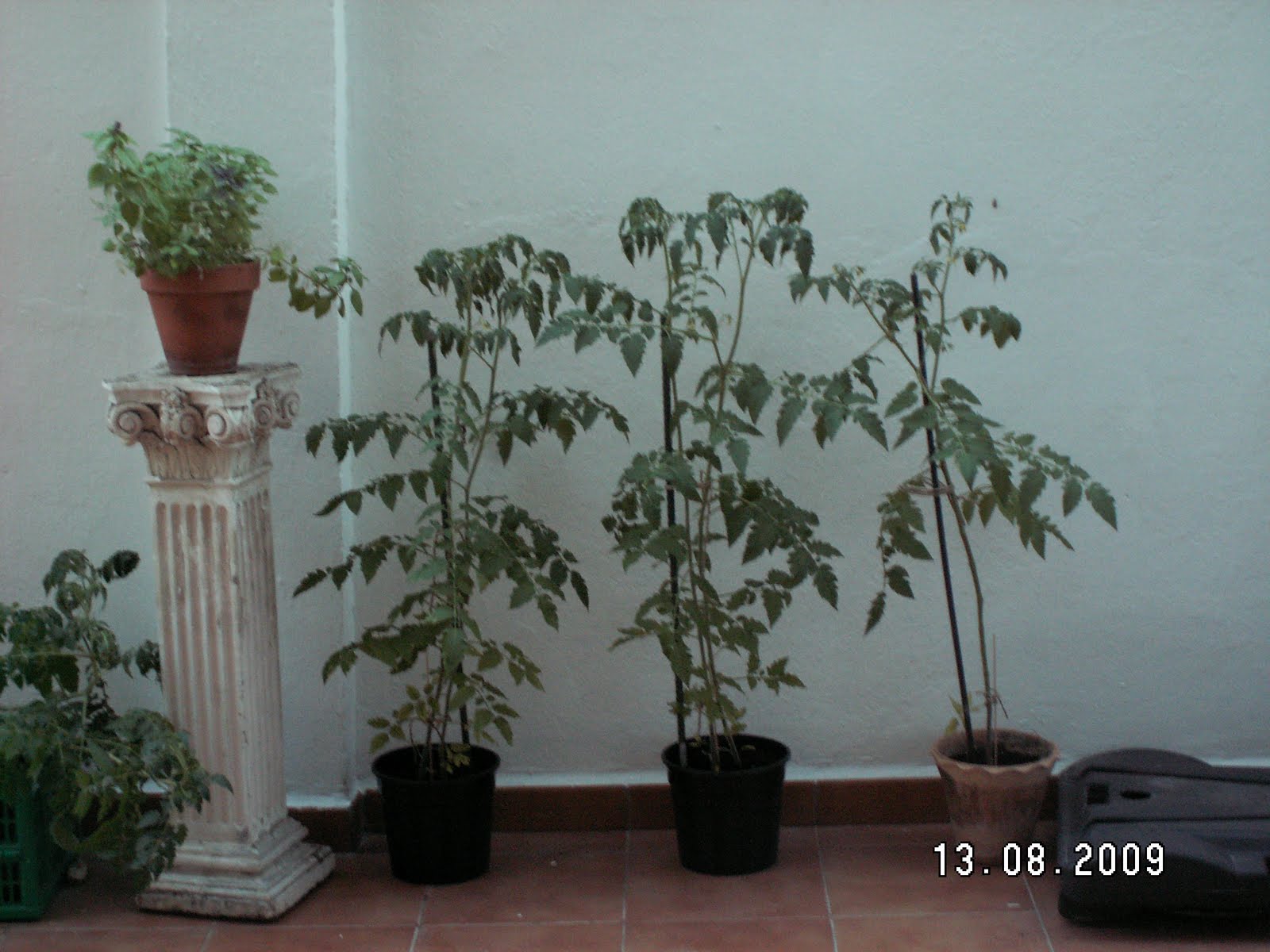 [Tomates.JPG]