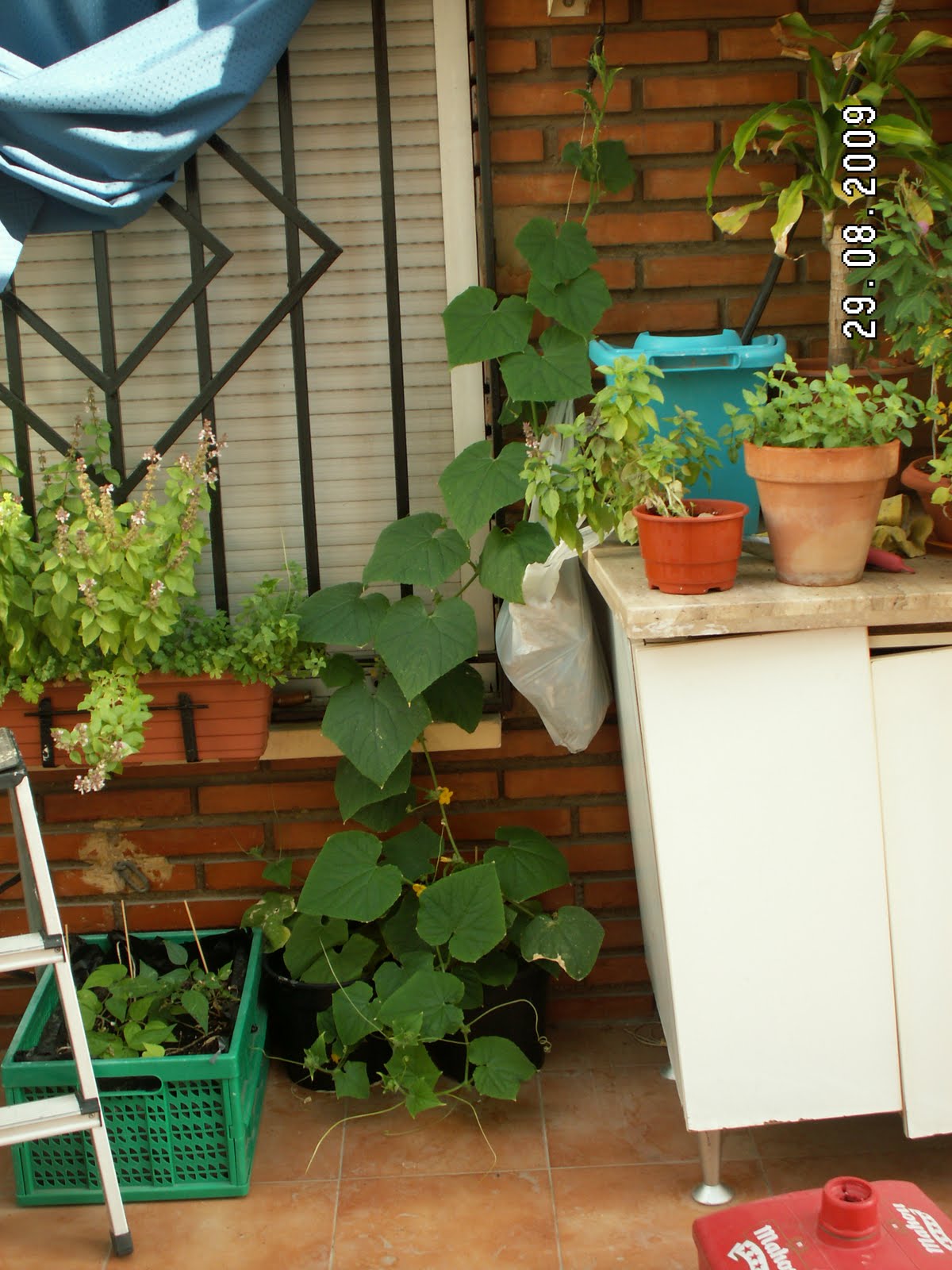 [PICT0275.JPG]