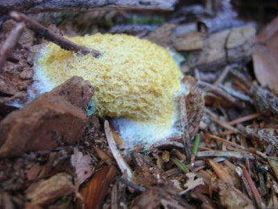 Fuligo septica, slizovka práškovitá