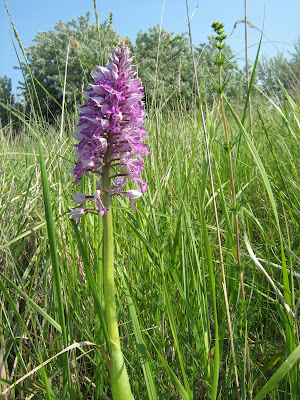 vstavač vojenský,Orchis militaris