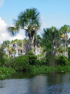 Un paisaje típico de Monagas.
