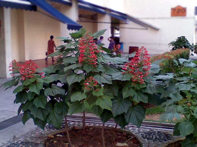 [paulownia_in_sg1.jpg]