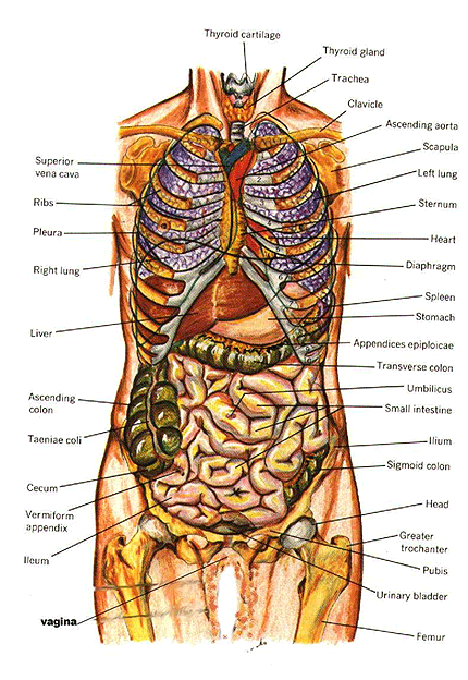 structure of our human body